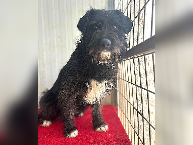 zarte Hundeseele KIMANI - 1,5 Jahre, 40cm/12kg, kl. Schnauzer-Mix