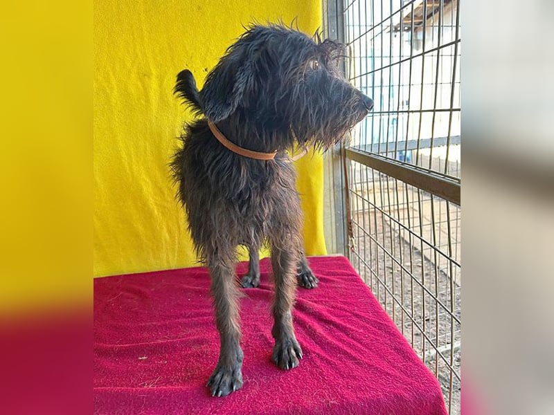 ❤️ herzallerliebste Familienhündin MAYA - 4 Jahre, 42cm/12kg - Schnauzer-Mix