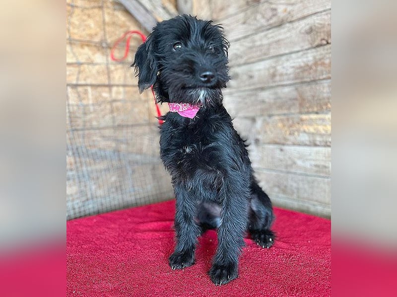 (R) ❤️ süße kleine MONTI - 6 Monate, 35cm/6kg - Schnauzer-Mix