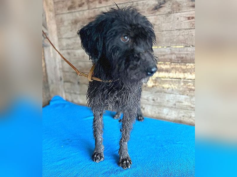 ❤️ herzallerliebste Familienhündin MAYA - 4 Jahre, 42cm/12kg - Schnauzer-Mix