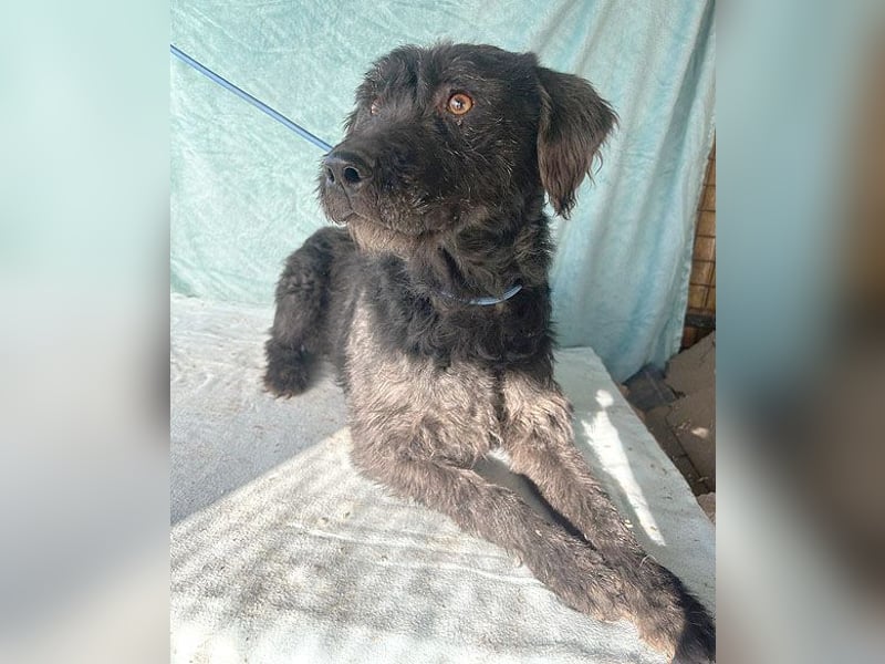 ❤️ superliebe Familienhündin PEGGY - 8 Jahre, 45cm/14kg - Schnauzer-Mix