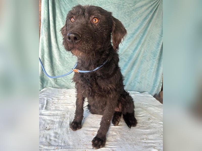 ❤️ superliebe Familienhündin PEGGY - 8 Jahre, 45cm/14kg - Schnauzer-Mix