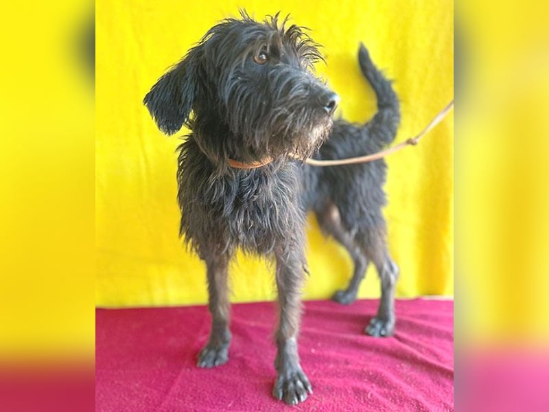❤️ herzallerliebste Familienhündin MAYA - 4 Jahre, 42cm/12kg - Schnauzer-Mix