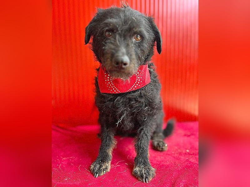 zarte kleine Hundeseele BORI - 6 Jahre, 40cm/9kg - Schnauzer-Mix