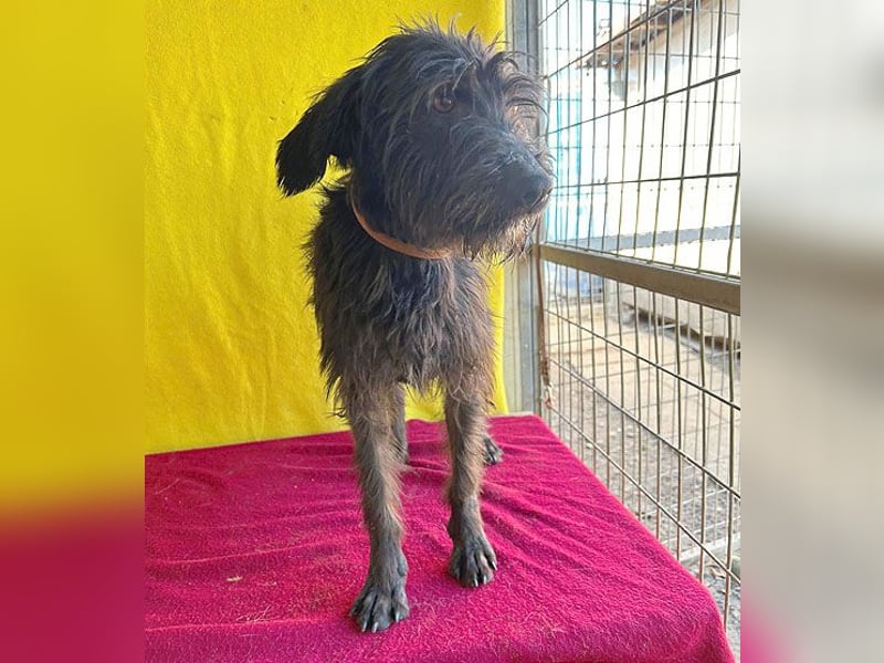 ❤️ herzallerliebste Familienhündin MAYA - 4 Jahre, 42cm/12kg - Schnauzer-Mix