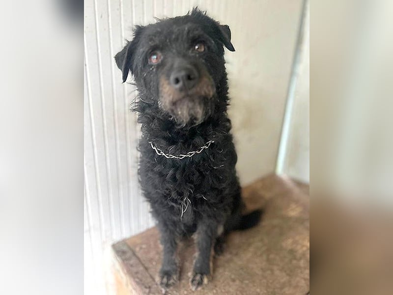 zarte kleine Hundeseele BORI - 6 Jahre, 40cm/9kg - Schnauzer-Mix