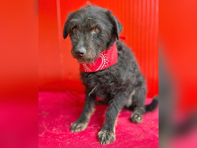 zarte kleine Hundeseele BORI - 6 Jahre, 40cm/9kg - Schnauzer-Mix