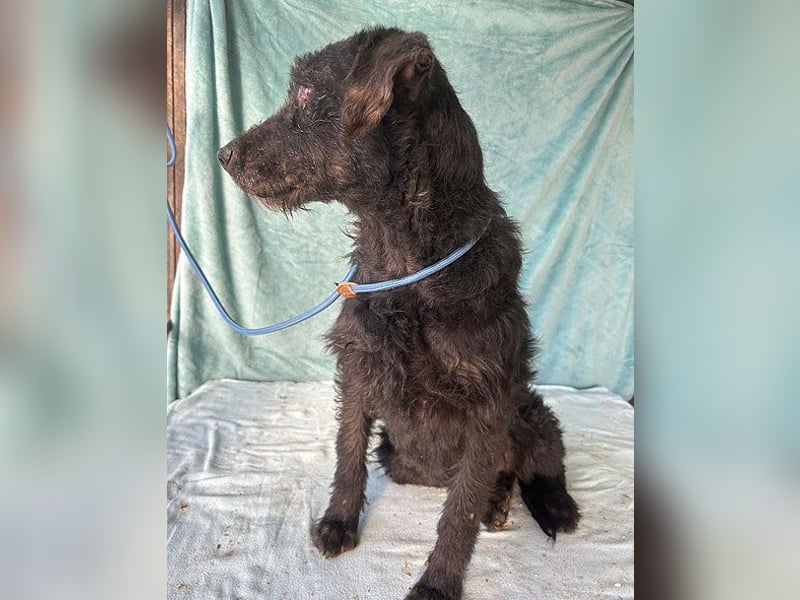 ❤️ superliebe Familienhündin PEGGY - 8 Jahre, 45cm/14kg - Schnauzer-Mix