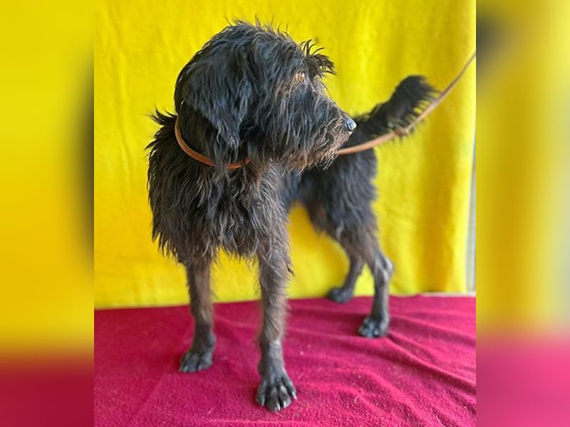 ❤️ herzallerliebste Familienhündin MAYA - 4 Jahre, 42cm/12kg - Schnauzer-Mix