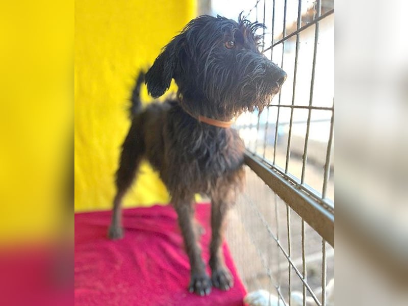 ❤️ herzallerliebste Familienhündin MAYA - 4 Jahre, 42cm/12kg - Schnauzer-Mix