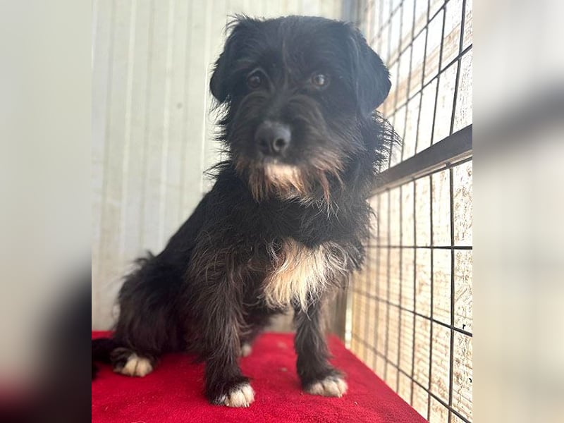 zarte Hundeseele KIMANI - 1,5 Jahre, 40cm/12kg, kl. Schnauzer-Mix