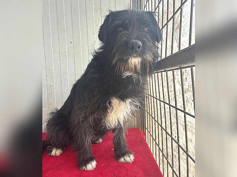 zarte Hundeseele KIMANI - 1,5 Jahre, 40cm/12kg, kl. Schnauzer-Mix