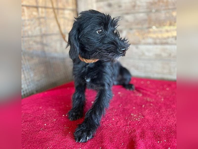 (R) ❤️ süße kleine MONTI - 6 Monate, 35cm/6kg - Schnauzer-Mix