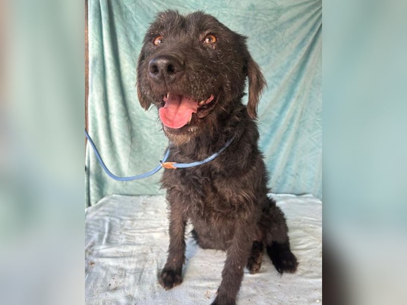 ❤️ superliebe Familienhündin PEGGY - 8 Jahre, 45cm/14kg - Schnauzer-Mix