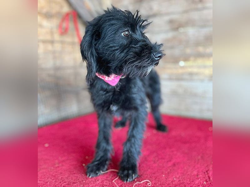 (R) ❤️ süße kleine MONTI - 6 Monate, 35cm/6kg - Schnauzer-Mix