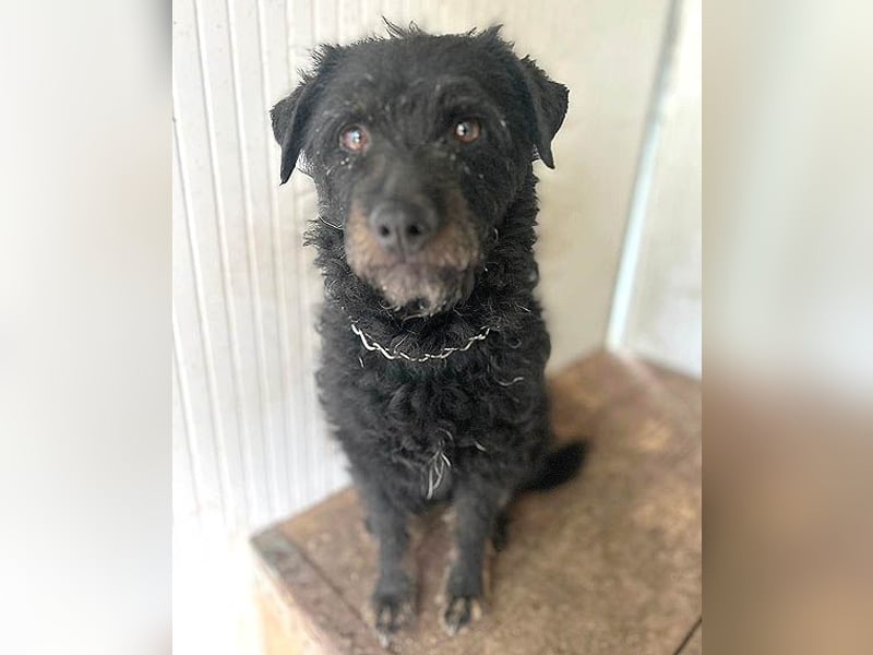 zarte kleine Hundeseele BORI - 6 Jahre, 40cm/9kg - Schnauzer-Mix