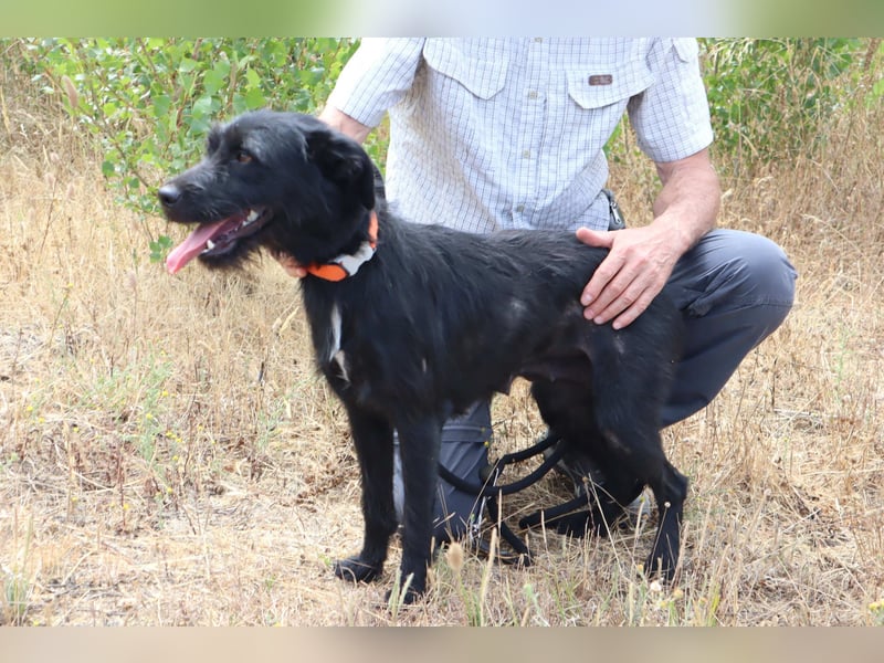 Costa, Mix Schnauzer / Podengo, lieb und sozial