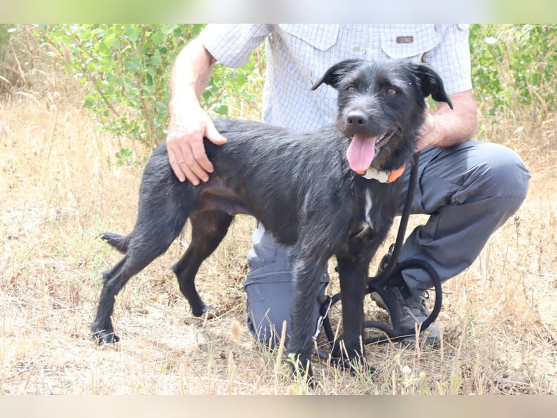 Costa, Mix Schnauzer / Podengo, lieb und sozial