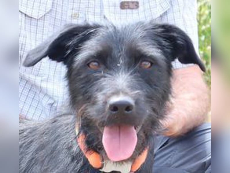 Costa, Mix Schnauzer / Podengo, lieb und sozial
