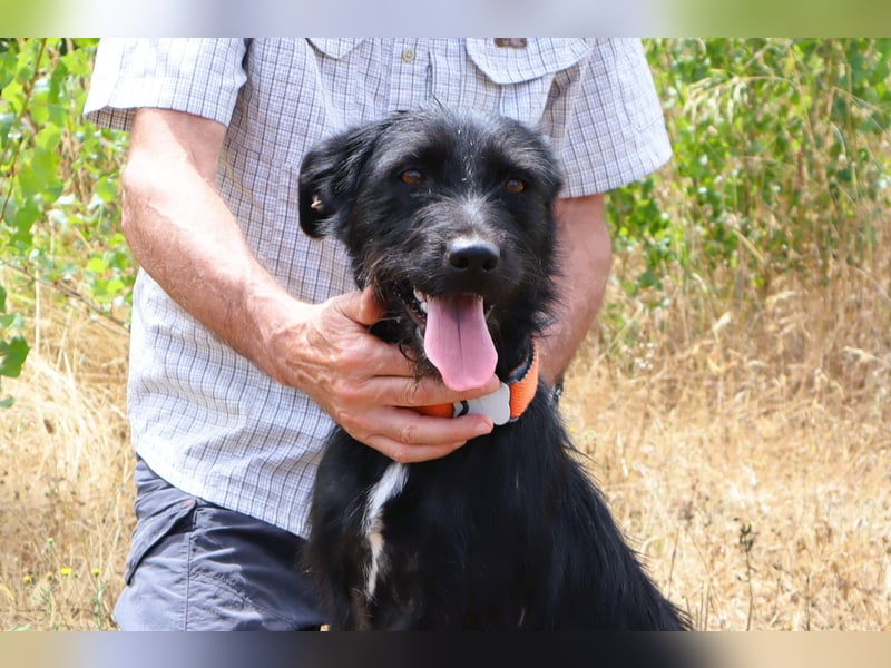 Costa, Mix Schnauzer / Podengo, lieb und sozial