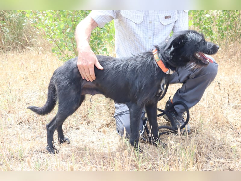 Costa, Mix Schnauzer / Podengo, lieb und sozial