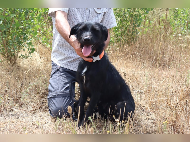 Costa, Mix Schnauzer / Podengo, lieb und sozial