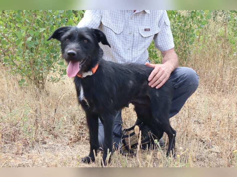 Costa, Mix Schnauzer / Podengo, lieb und sozial