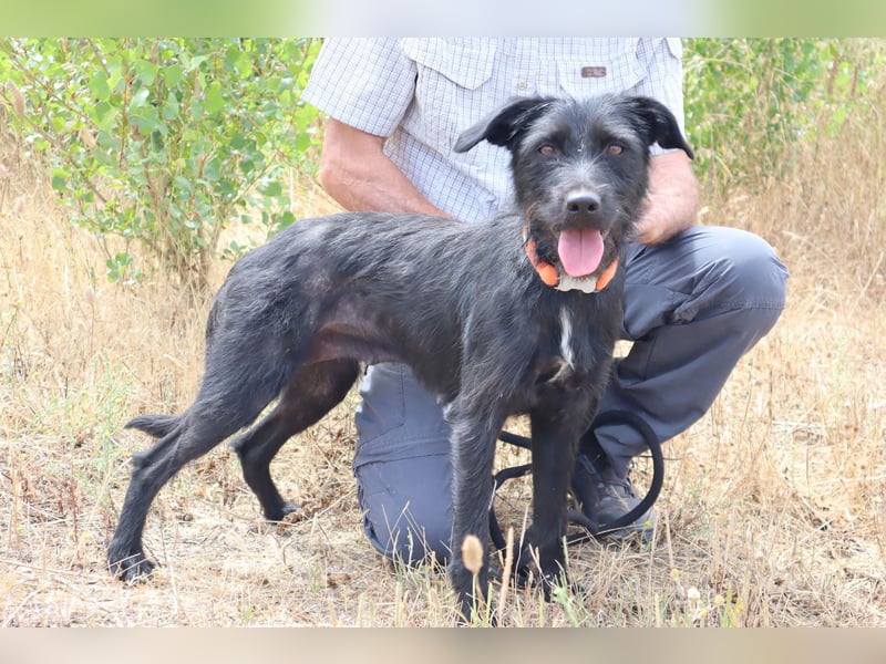 Costa, Mix Schnauzer / Podengo, lieb und sozial