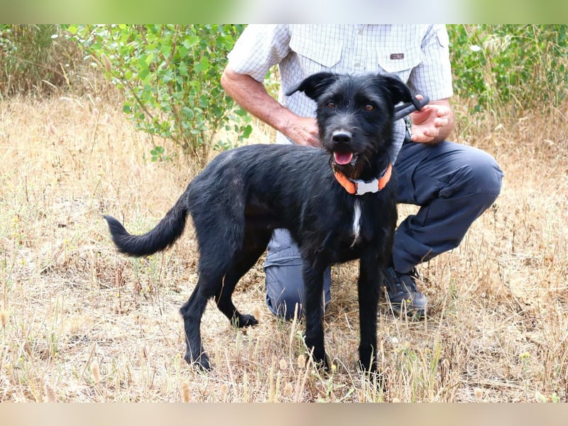 Costa, Mix Schnauzer / Podengo, lieb und sozial