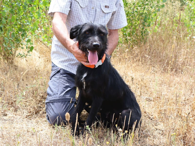 Costa, Mix Schnauzer / Podengo, lieb und sozial