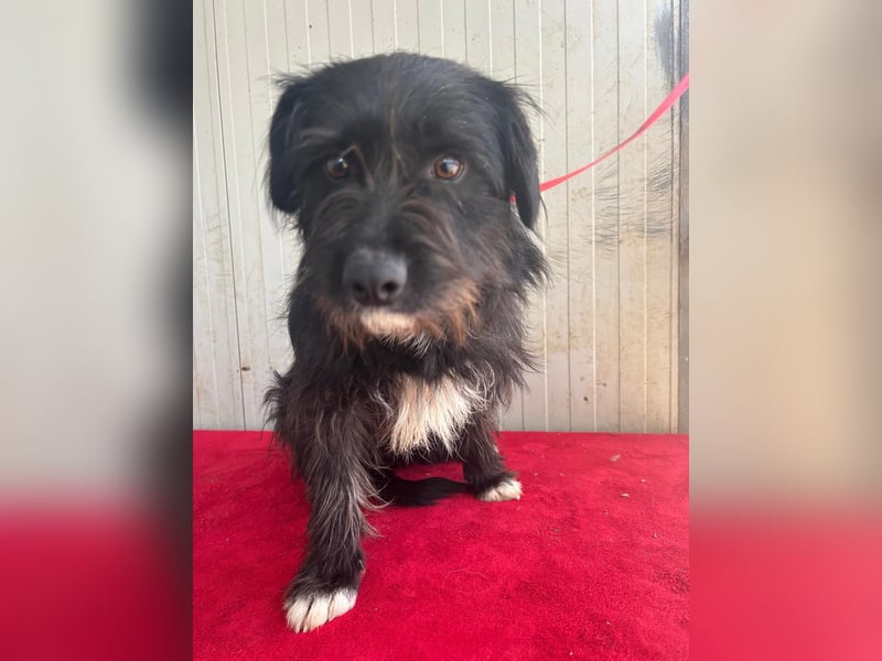 Kimani, Schnauzer-Mix, Hündin, geb. 01.11.2023, ca. 40 cm, 12 kg