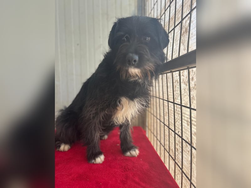 Kimani, Schnauzer-Mix, Hündin, geb. 01.11.2023, ca. 40 cm, 12 kg