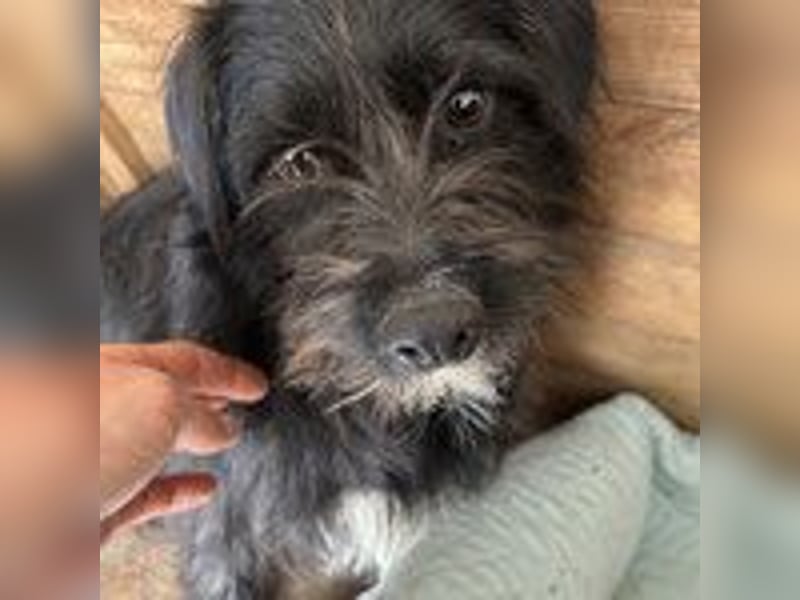 Kimani, Schnauzer-Mix, Hündin, geb. 01.11.2023, ca. 40 cm, 12 kg