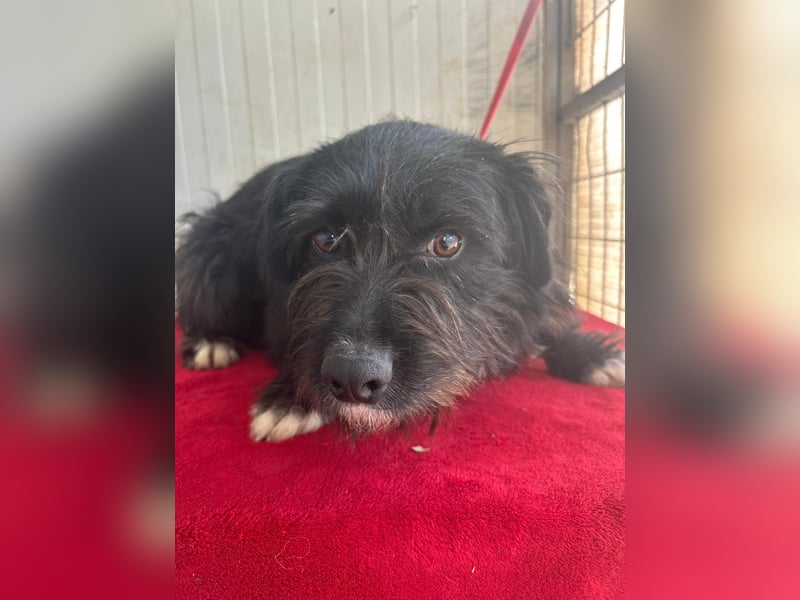 Kimani, Schnauzer-Mix, Hündin, geb. 01.11.2023, ca. 40 cm, 12 kg
