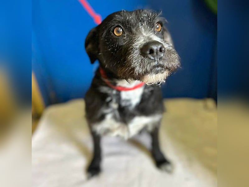 (R) ❤️ liebe Schmusemaus LUCY - 8,5 Jahre, 45cm/18kg - Schnauzer-Mix