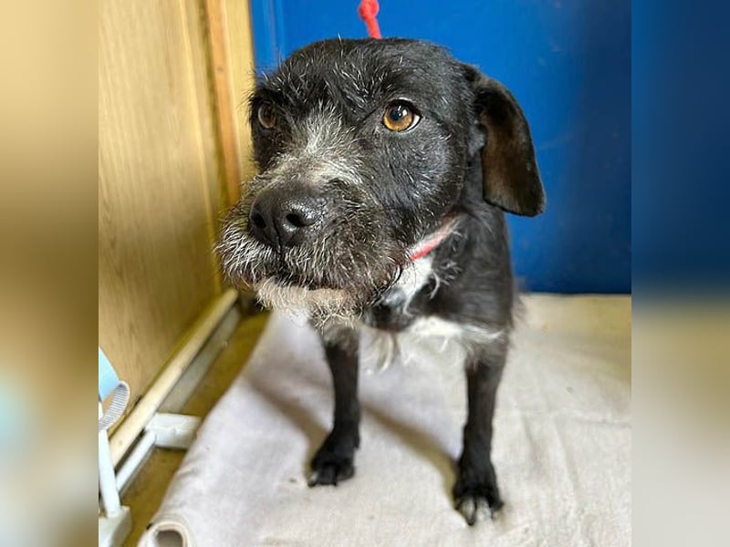 (R) ❤️ liebe Schmusemaus LUCY - 8,5 Jahre, 45cm/18kg - Schnauzer-Mix