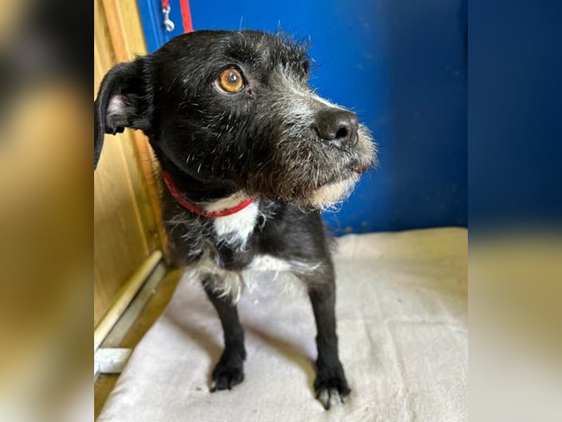 (R) ❤️ liebe Schmusemaus LUCY - 8,5 Jahre, 45cm/18kg - Schnauzer-Mix