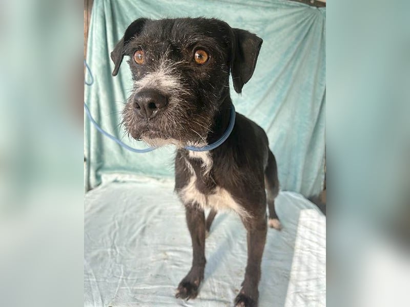 (R) ❤️ liebe Schmusemaus LUCY - 8,5 Jahre, 45cm/18kg - Schnauzer-Mix