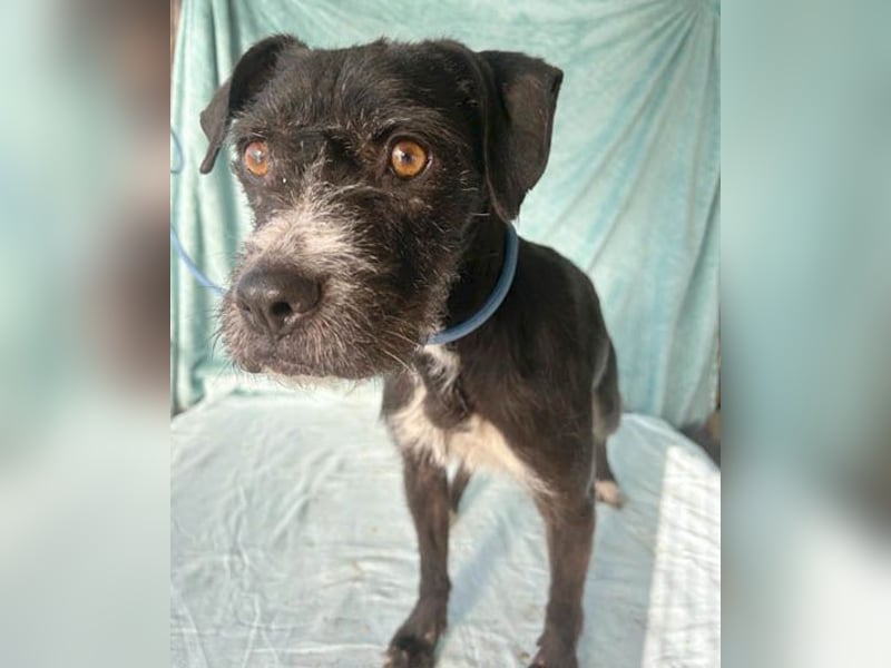 (R) ❤️ liebe Schmusemaus LUCY - 8,5 Jahre, 45cm/18kg - Schnauzer-Mix