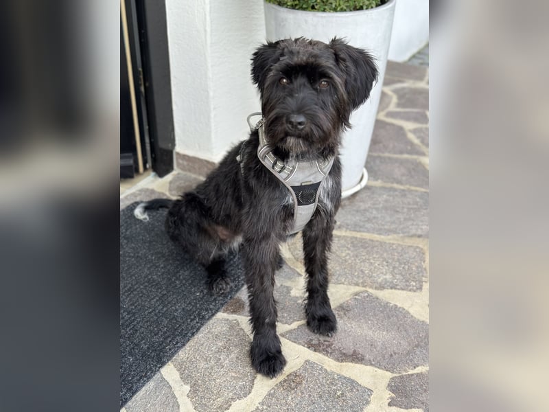 "Pumi“ – junge Schnauzer-Pumi-Mix Hündin sucht ländliches Zuhause