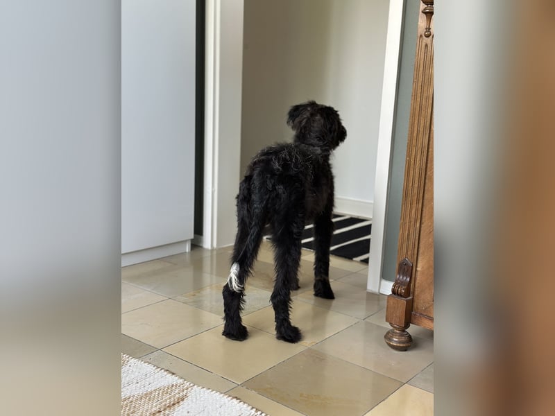 "Pumi“ – junge Schnauzer-Pumi-Mix Hündin sucht ländliches Zuhause