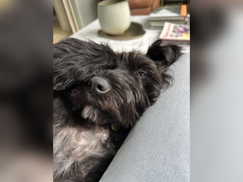 "Pumi“ – junge Schnauzer-Pumi-Mix Hündin sucht ländliches Zuhause