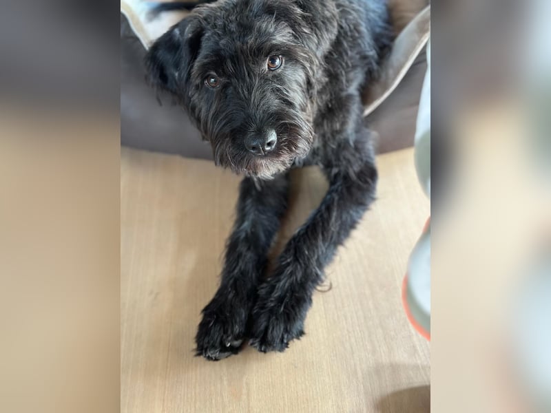 "Pumi“ – junge Schnauzer-Pumi-Mix Hündin sucht ländliches Zuhause