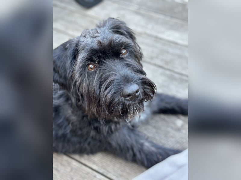 "Pumi“ – junge Schnauzer-Pumi-Mix Hündin sucht ländliches Zuhause