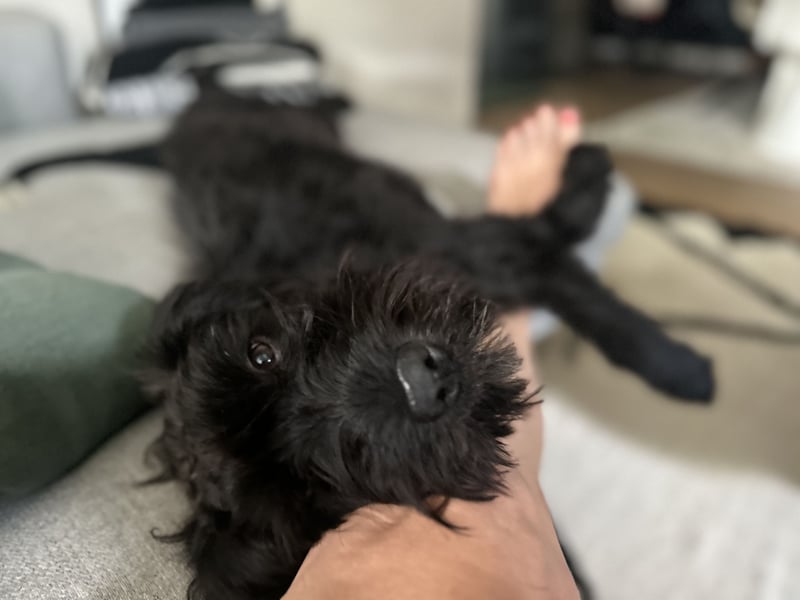 "Pumi“ – junge Schnauzer-Pumi-Mix Hündin sucht ländliches Zuhause