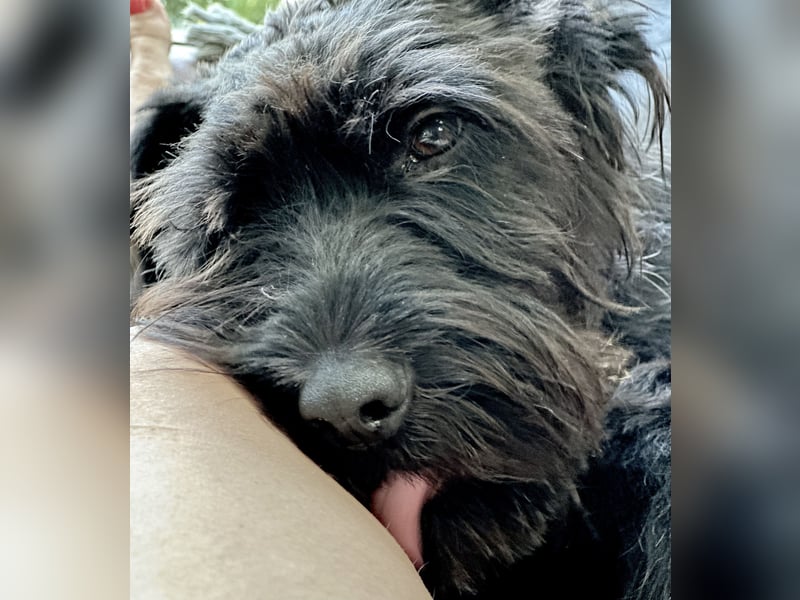 "Pumi“ – junge Schnauzer-Pumi-Mix Hündin sucht ländliches Zuhause