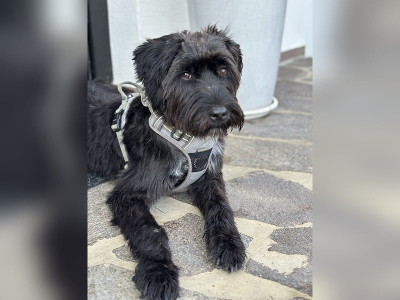 "Pumi“ – junge Schnauzer-Pumi-Mix Hündin sucht ländliches Zuhause