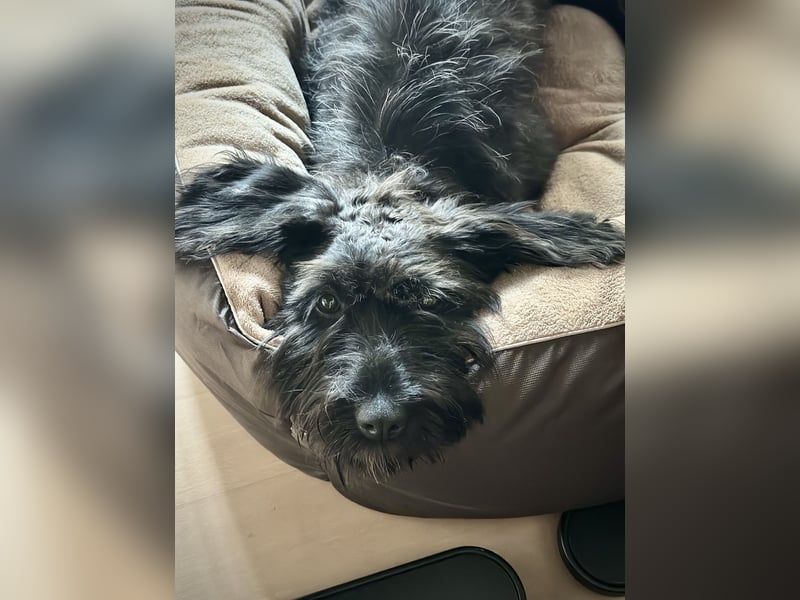 "Pumi“ – junge Schnauzer-Pumi-Mix Hündin sucht ländliches Zuhause