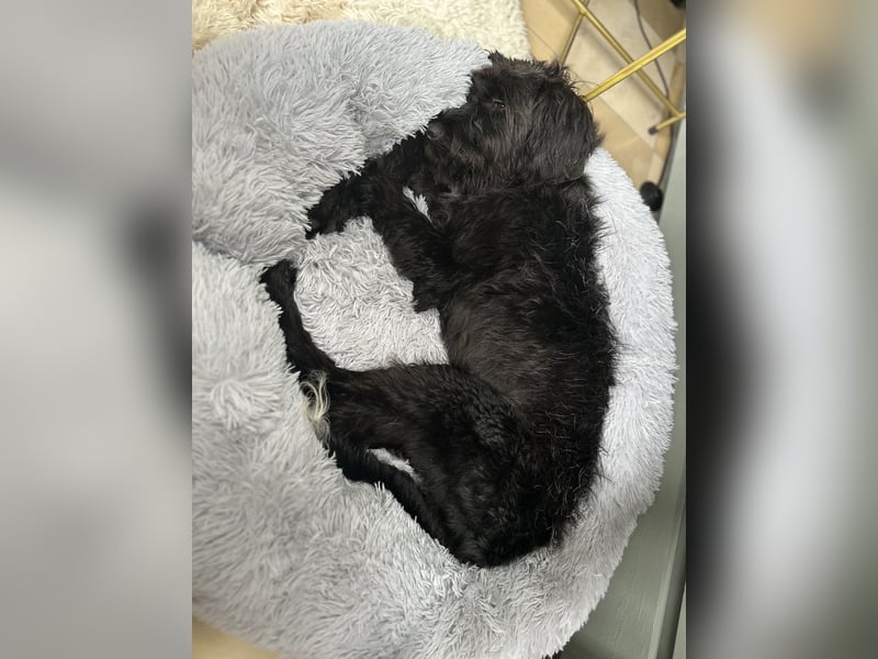 "Pumi“ – junge Schnauzer-Pumi-Mix Hündin sucht ländliches Zuhause