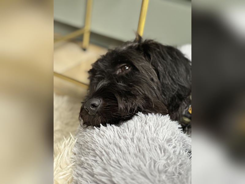 "Pumi“ – junge Schnauzer-Pumi-Mix Hündin sucht ländliches Zuhause